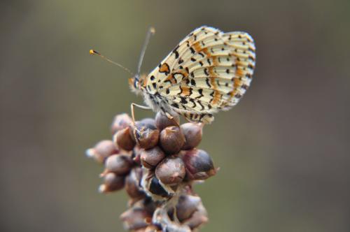 Melitaea didyma
